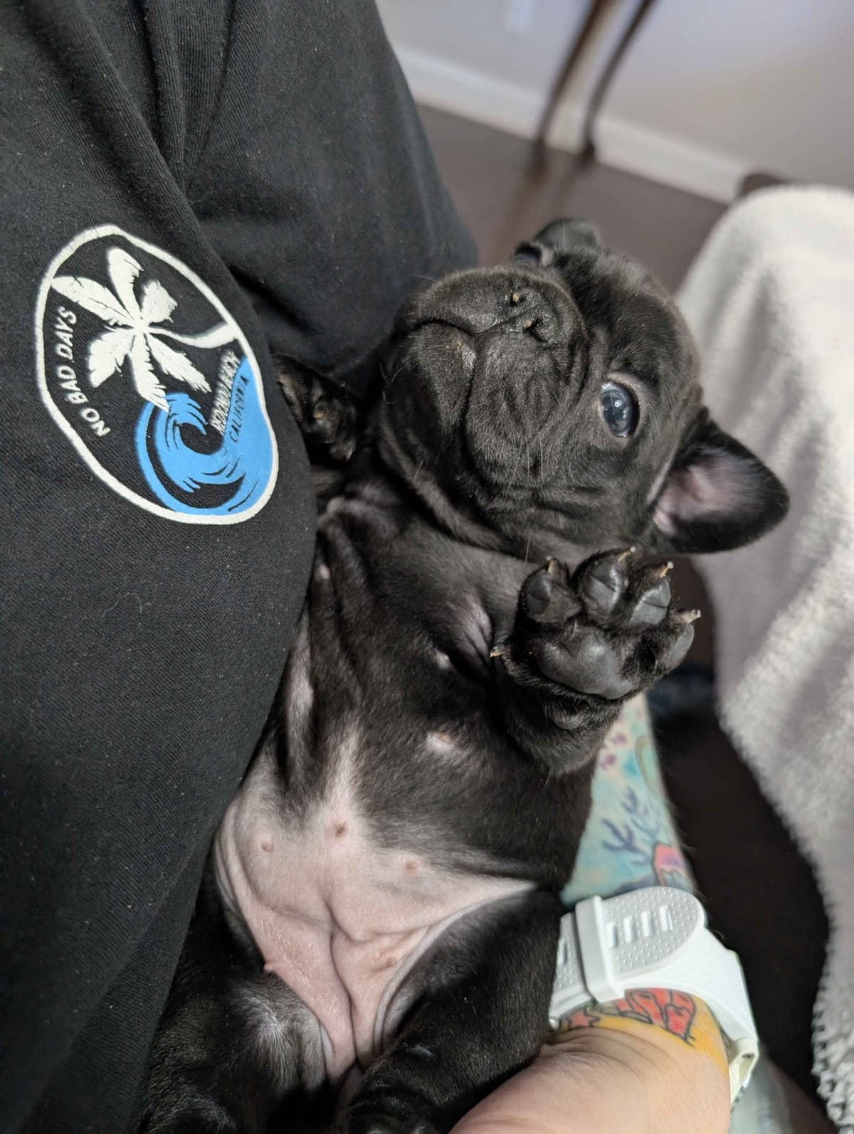 French Bulldog Puppies breeder image 21
