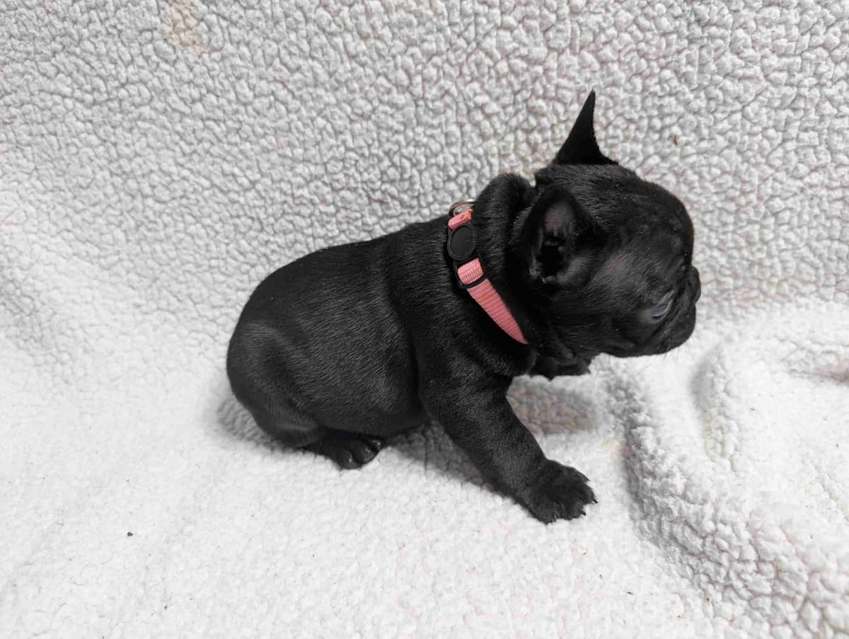 French Bulldog Puppies breeder image 3