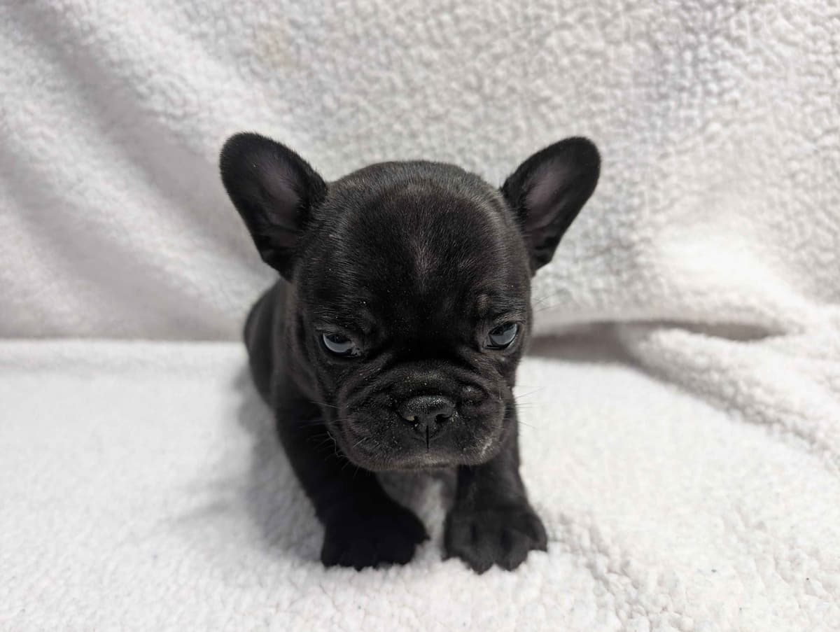 French Bulldog Puppies breeder image 22