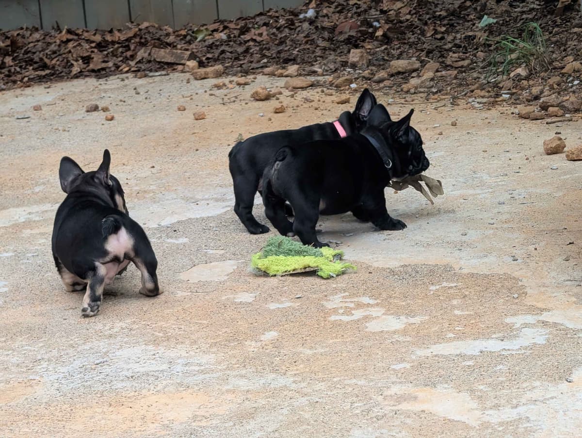 French Bulldog Puppies breeder image 4