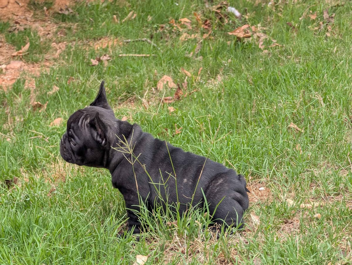 French Bulldog Puppies breeder image 1