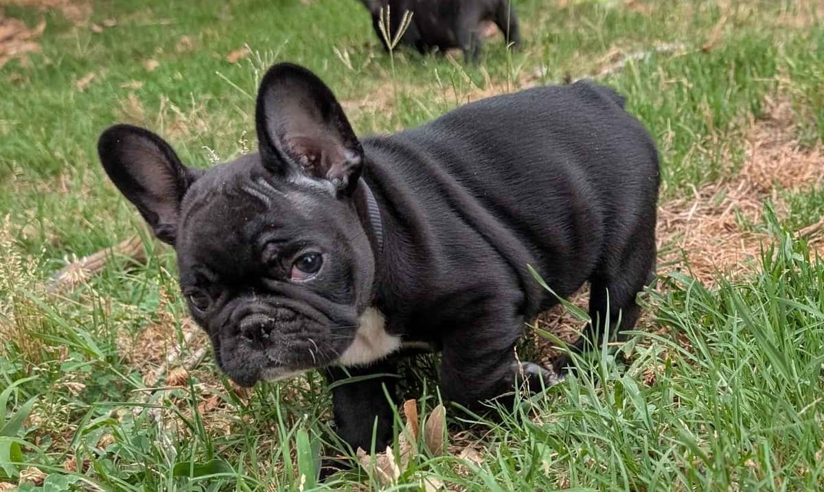 French Bulldog Puppies breeder image 2