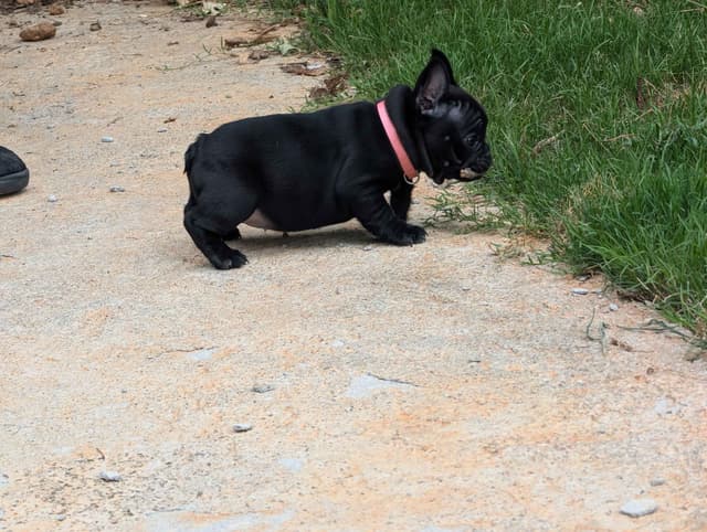 French Bulldog Puppies media 8