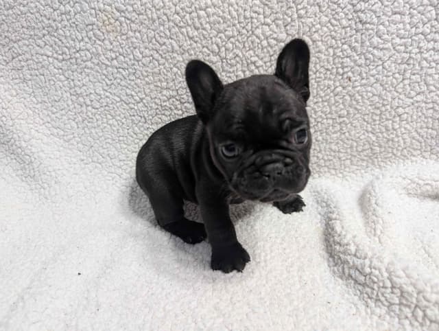 French Bulldog Puppies media 4