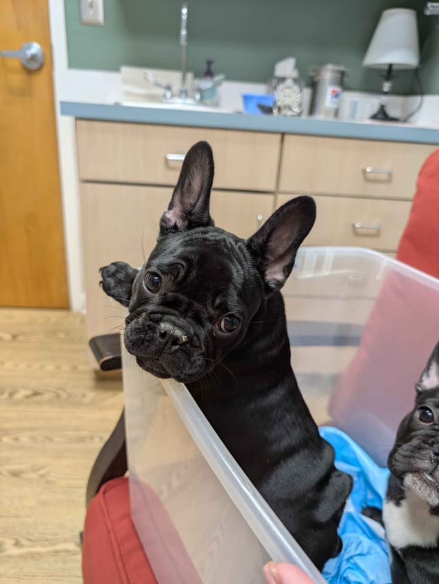 French Bulldog Puppies media 7