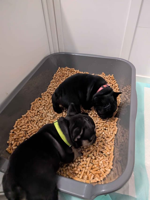 French Bulldog Puppies media 14