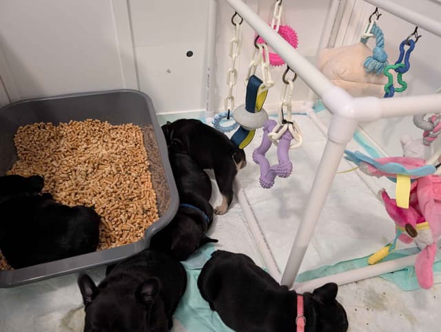French Bulldog Puppies media 12