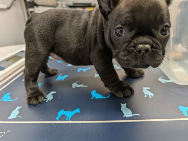 French Bulldog Puppies media 3