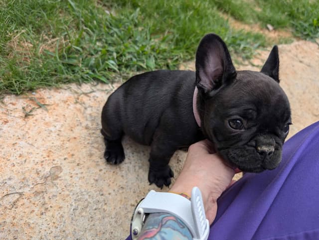 French Bulldog Puppies media 2