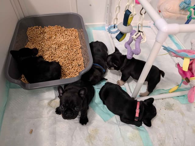 French Bulldog Puppies media 13