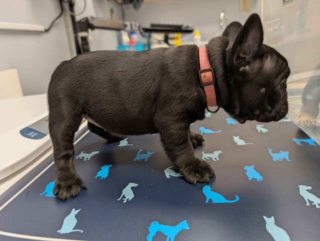 French Bulldog Puppies media 9