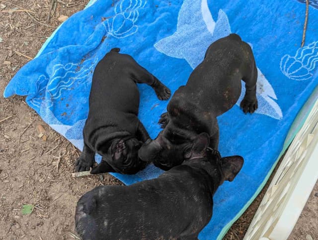 French Bulldog Puppies media 11