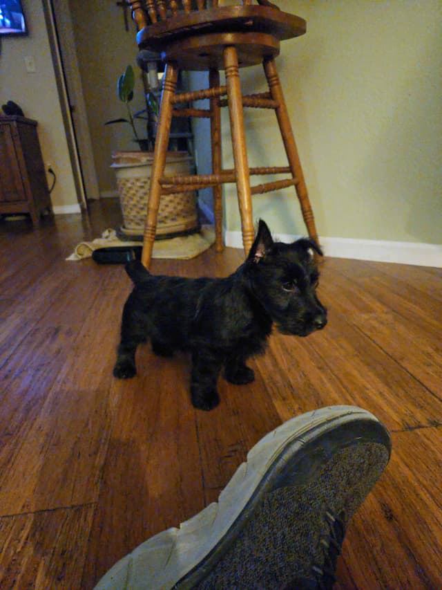 Scottish Terrier Puppy media 2