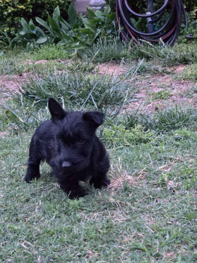 Scottish Terrier Puppy media 3