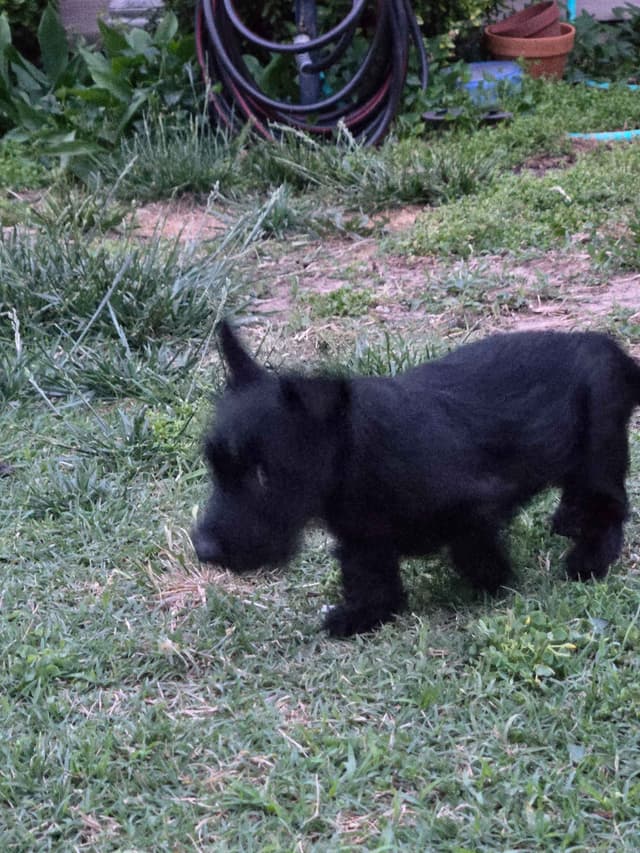 Scottish Terrier Puppy media 7