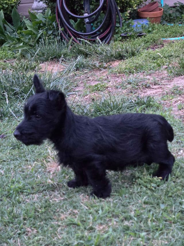 Scottish Terrier Puppy media 5