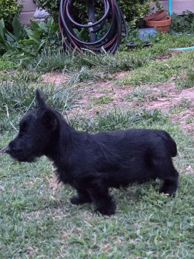 Scottish Terrier Puppy media 6