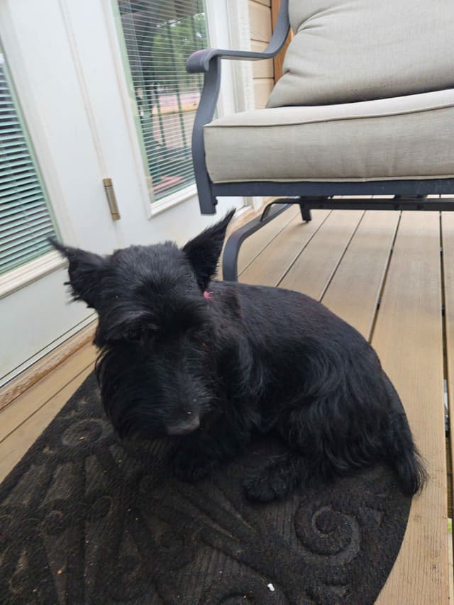 Scottish Terrier Puppy media 8