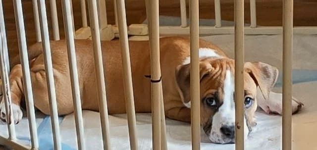 American Staffordshire Terrier Puppy media 4