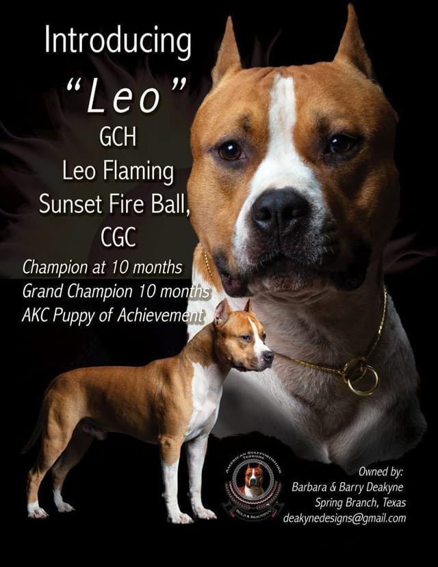 American Staffordshire Terrier Puppy media 7