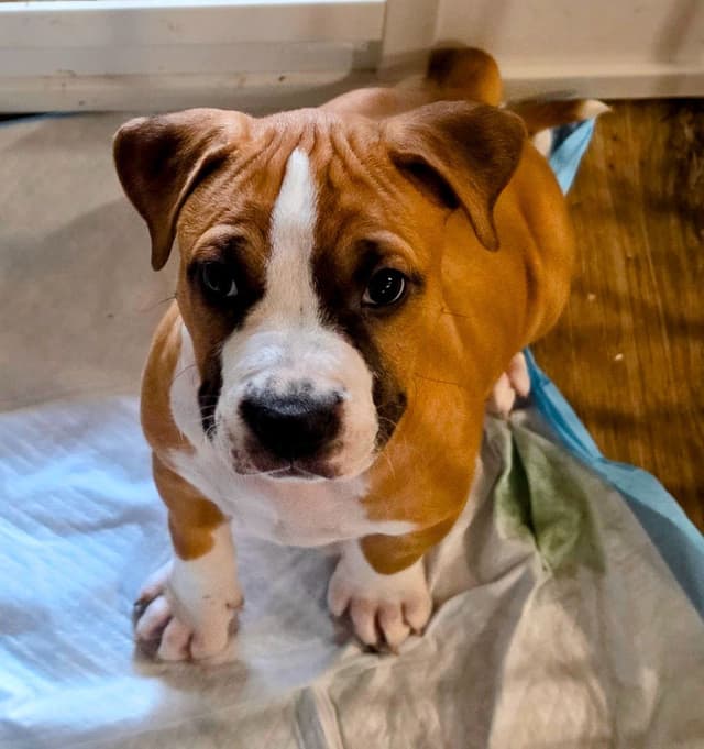 American Staffordshire Terrier Puppy media 10