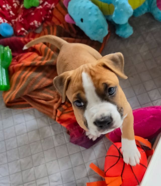 American Staffordshire Terrier Puppy media 8