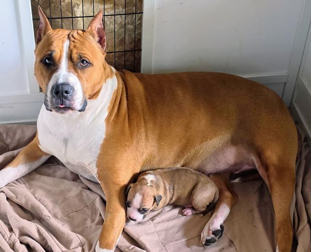 American Staffordshire Terrier Puppy media 9