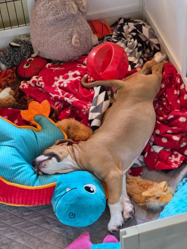 American Staffordshire Terrier Puppy media 13