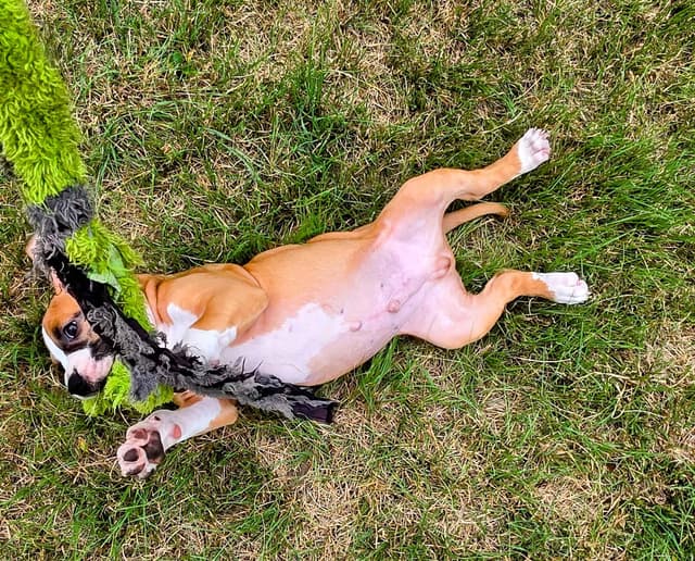American Staffordshire Terrier Puppy media 11