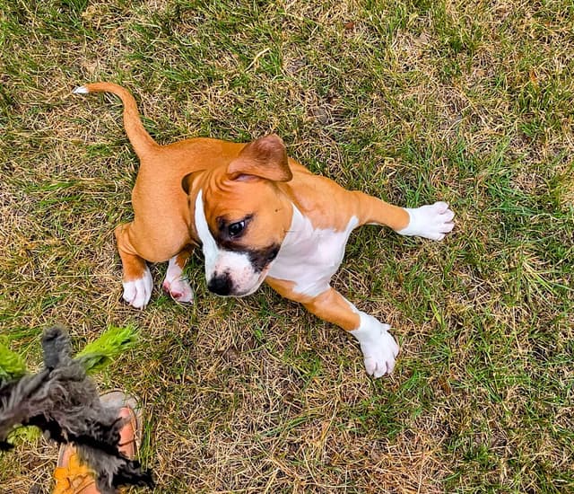 American Staffordshire Terrier Puppy media 12
