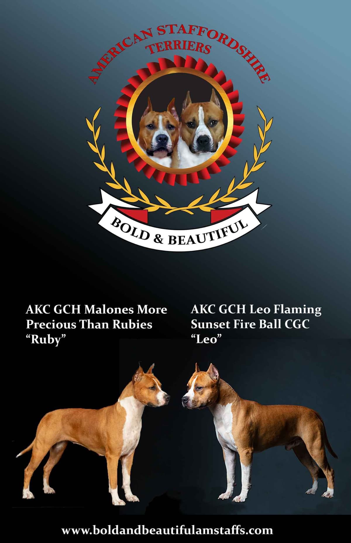 American Staffordshire Terrier Puppy breeder image 3