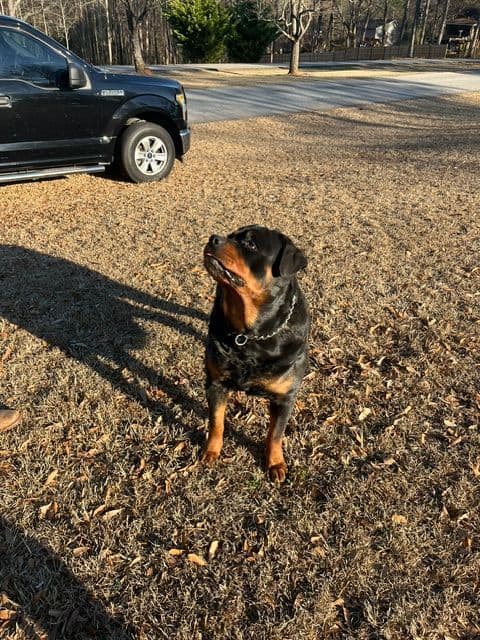 Rottweiler Puppies breeder image 12