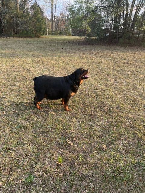 Rottweiler Puppies breeder image 13