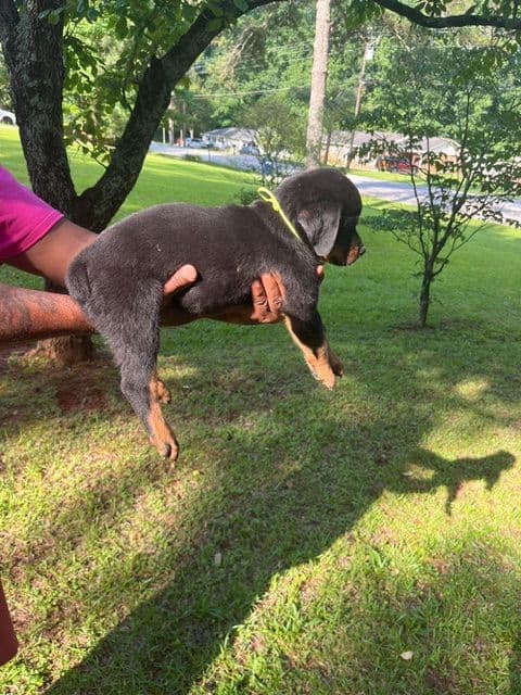 Rottweiler Puppies breeder image 4
