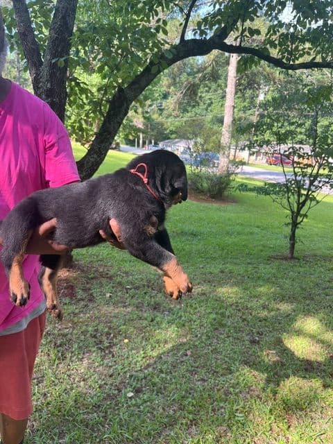 Rottweiler Puppies breeder image 2