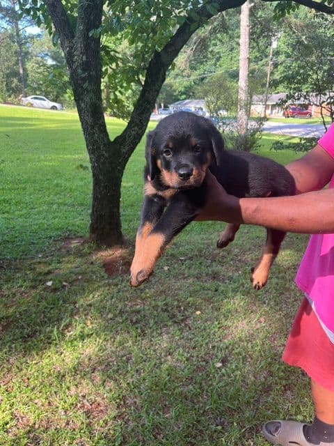Rottweiler Puppies media 5