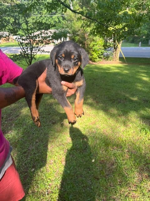 Rottweiler Puppies media 3