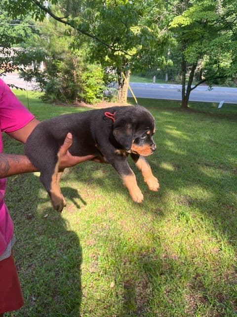 Rottweiler Puppies media 6