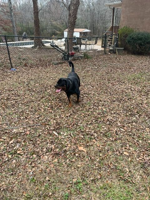 Rottweiler Puppies media 10