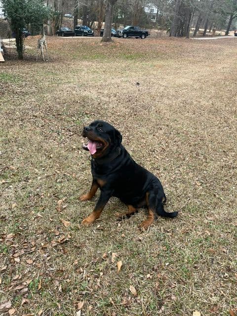Rottweiler Puppies media 9