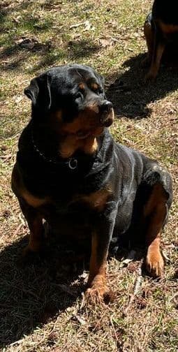 Rottweiler Puppies media 12