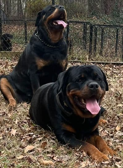 Rottweiler Puppies media 8
