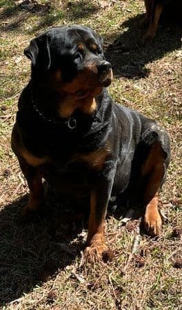 Rottweiler Puppies breeder image 11