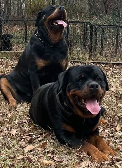 Rottweiler Puppies breeder image 8
