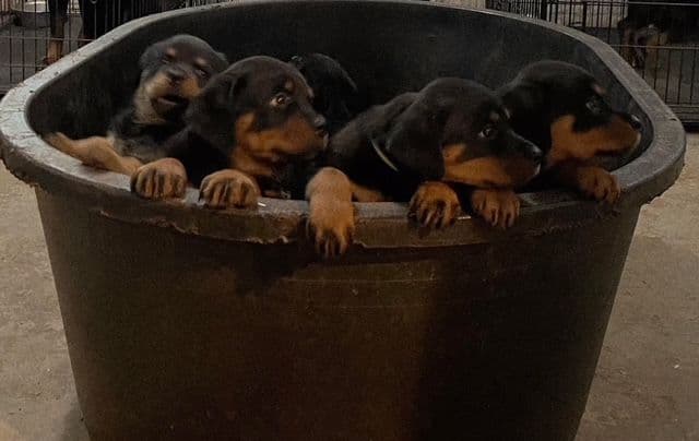 Rottweiler Puppies breeder image 1