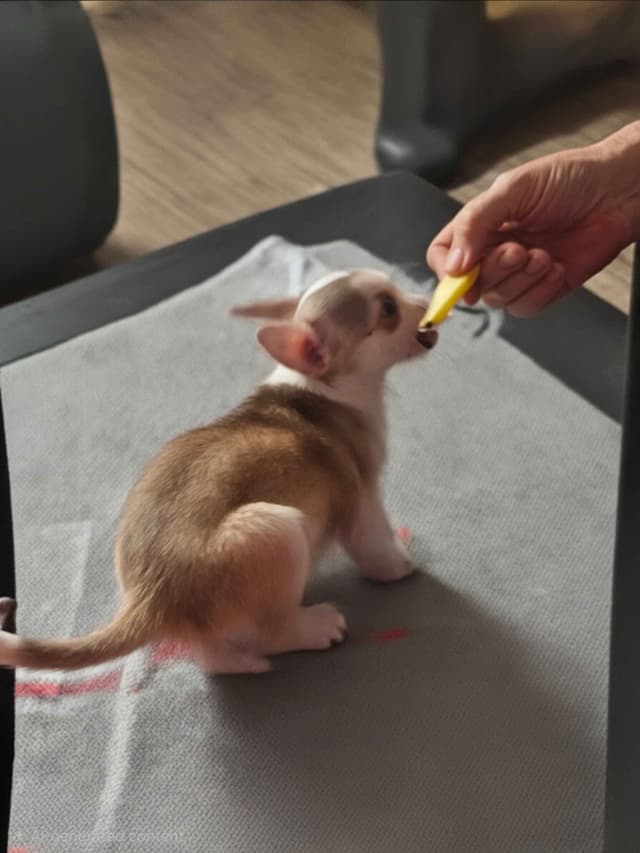 Chihuahua Puppies media 2