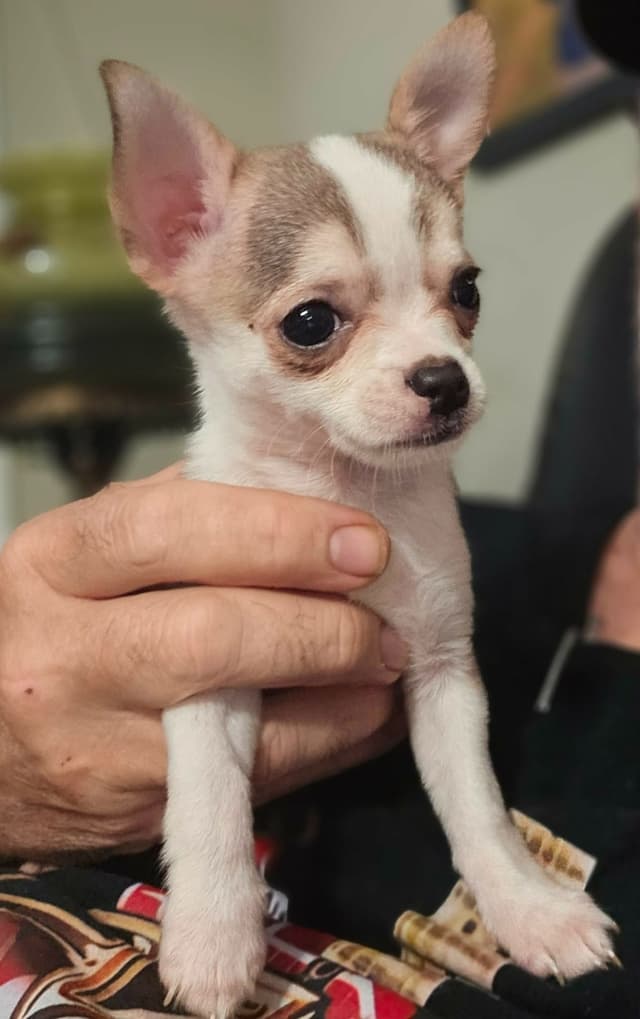 Chihuahua Puppies media 7