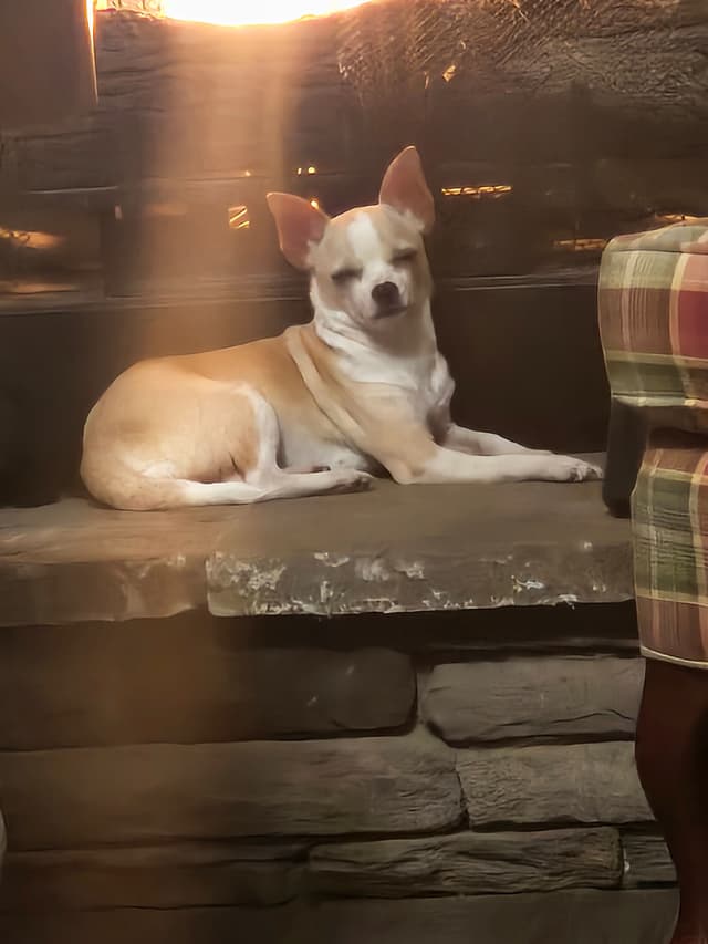 Chihuahua Puppies media 9