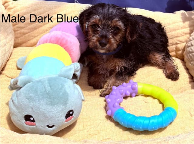 Yorkshire Terrier Puppies media 2