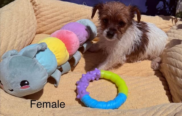 Yorkshire Terrier Puppies media 3